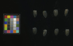 seed