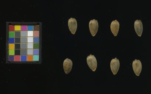 seed