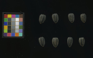 seed