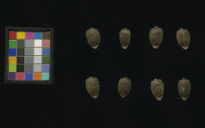 seed