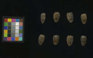 seed