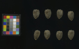 seed