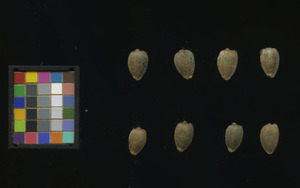 seed