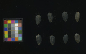 seed