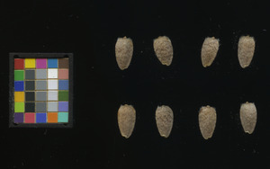 seed
