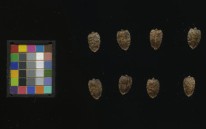 seed
