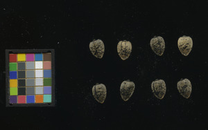 seed