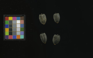 seed