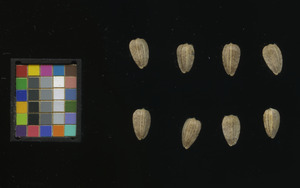 seed