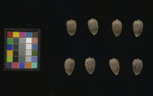 seed