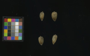seed