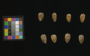 seed