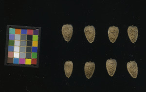 seed