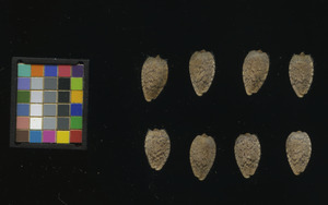 seed