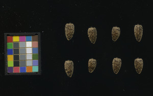 seed