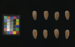 seed