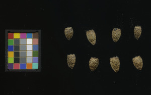 seed