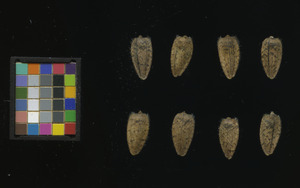 seed