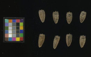 seed