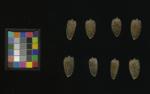 seed