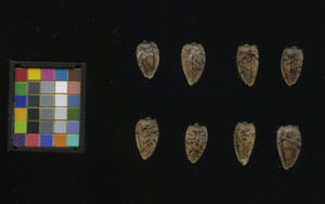 seed