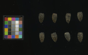 seed