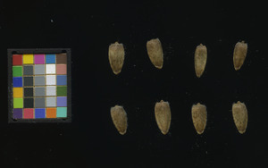 seed
