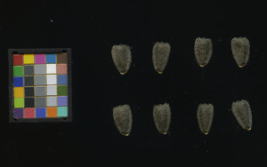 seed