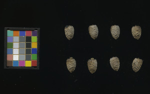 seed