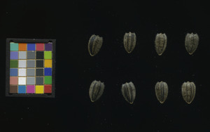 seed