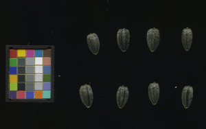 seed