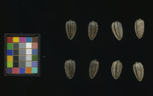 seed