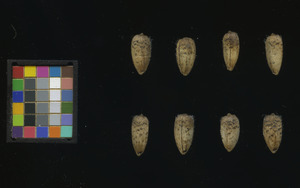 seed