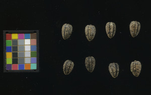 seed