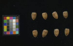 seed