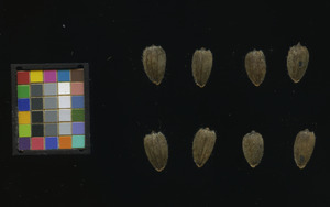 seed