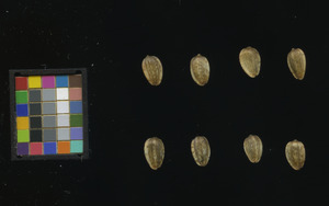 seed