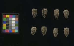 seed