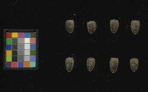 seed