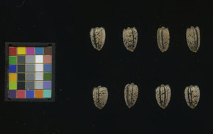 seed