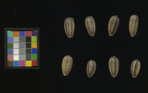 seed