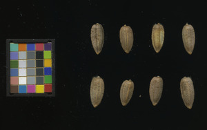 seed