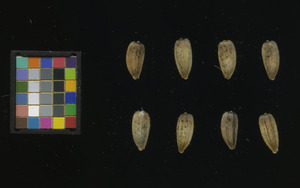 seed