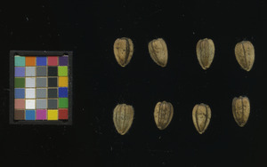 seed