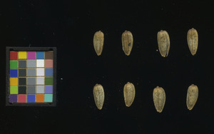 seed