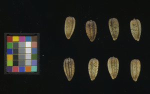 seed