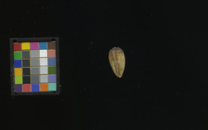 seed