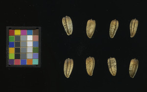 seed
