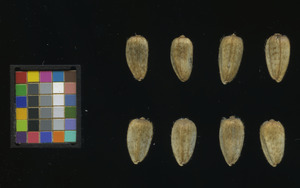 seed