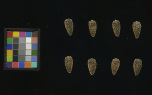 seed